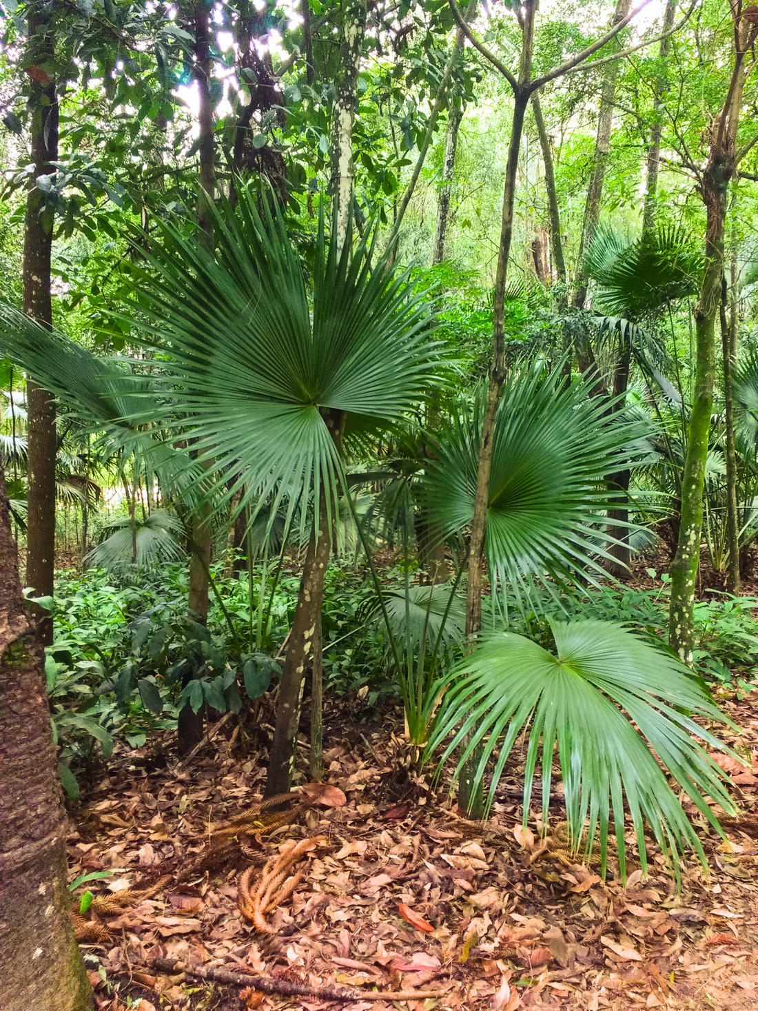 Livistona rotundifolia - Rundblättrige Schirmpalme