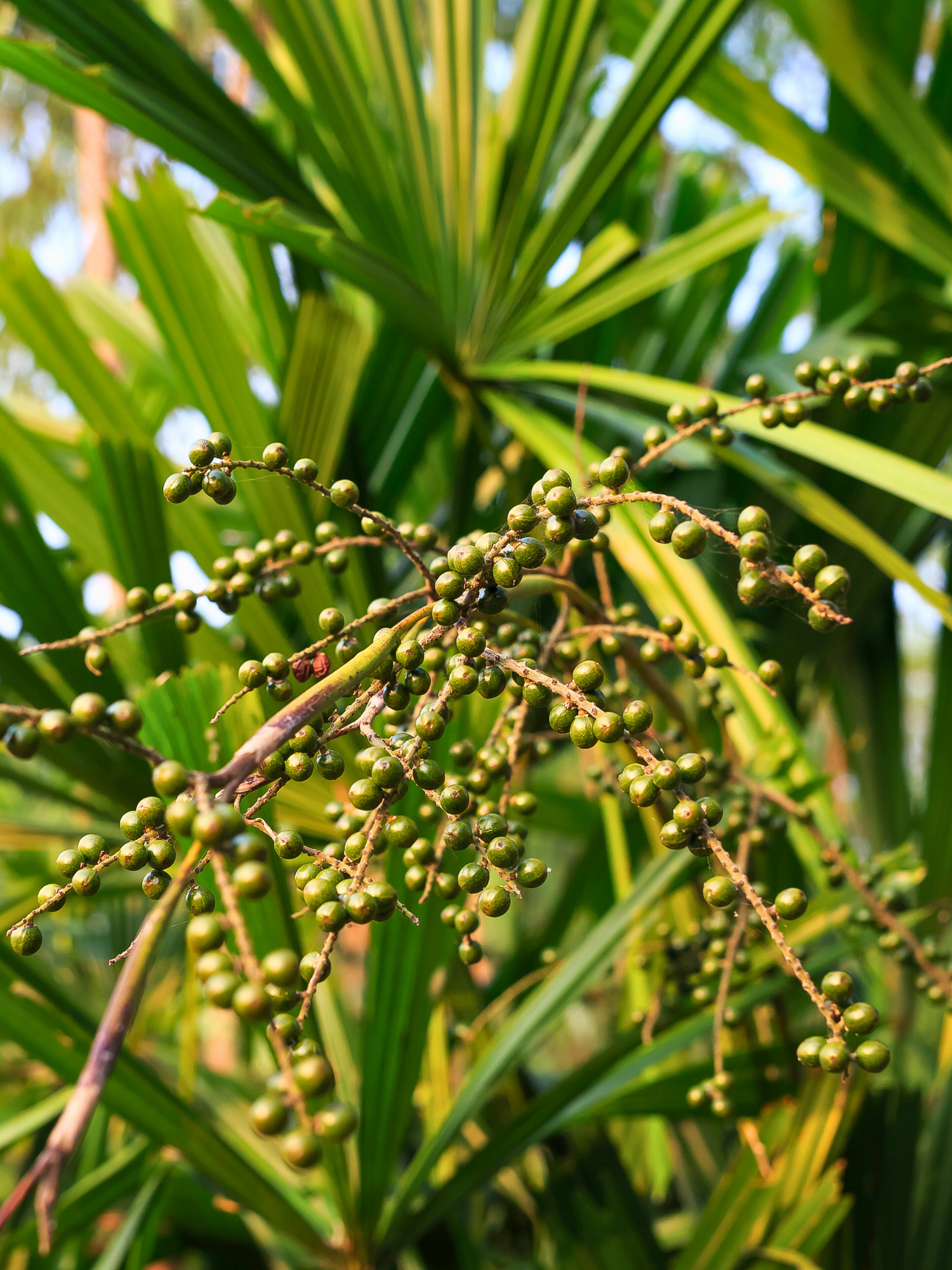 Livistona rotundifolia - Rundblättrige Schirmpalme