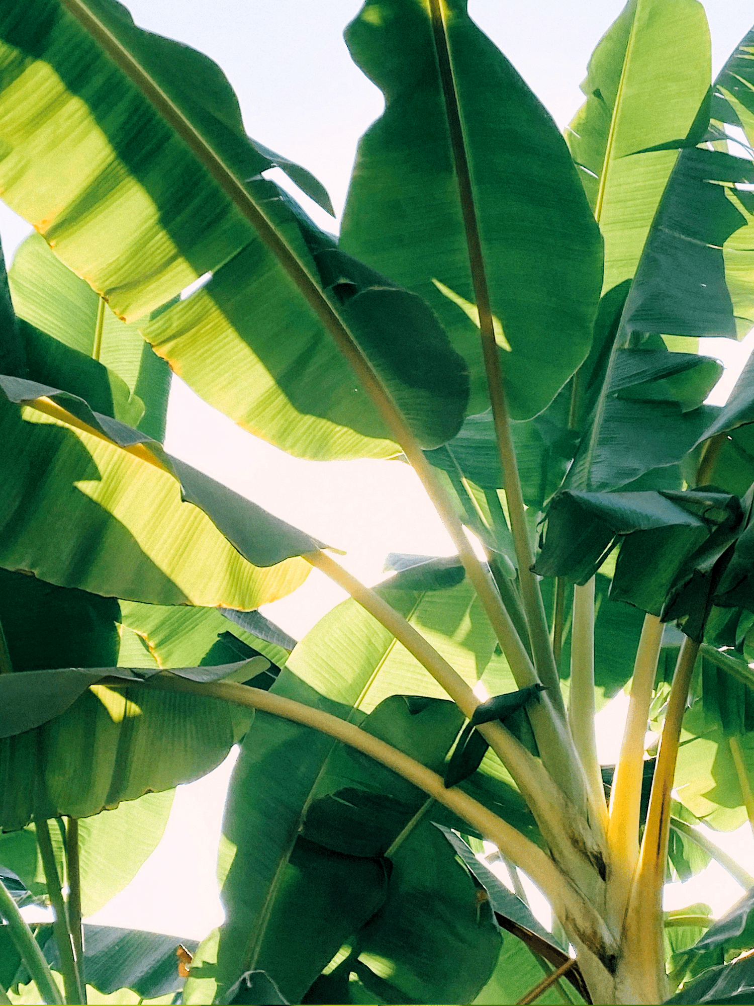 Musa sikkimensis - Darjeeling-Banane