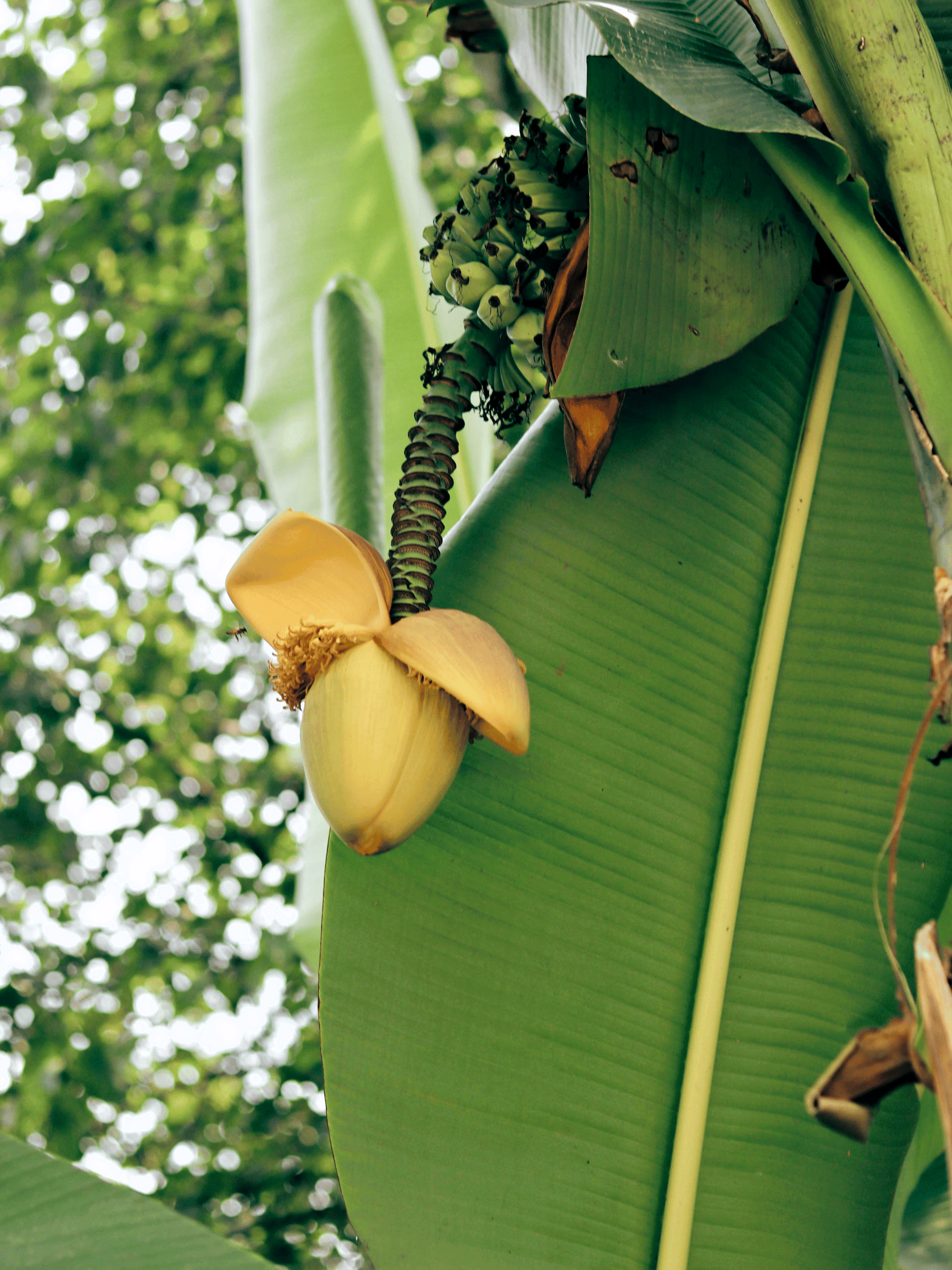 Musa sikkimensis - Darjeeling-Banane