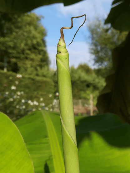 Musa sikkimensis - Darjeeling-Banane