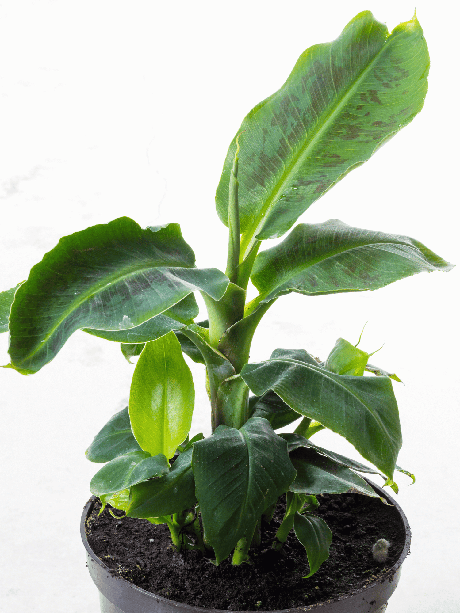 Musa sikkimensis &