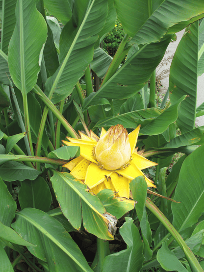 Musella lasiocarpa - Chinesische Zwergbanane, Goldene Lotusbanane aus Freilandzucht