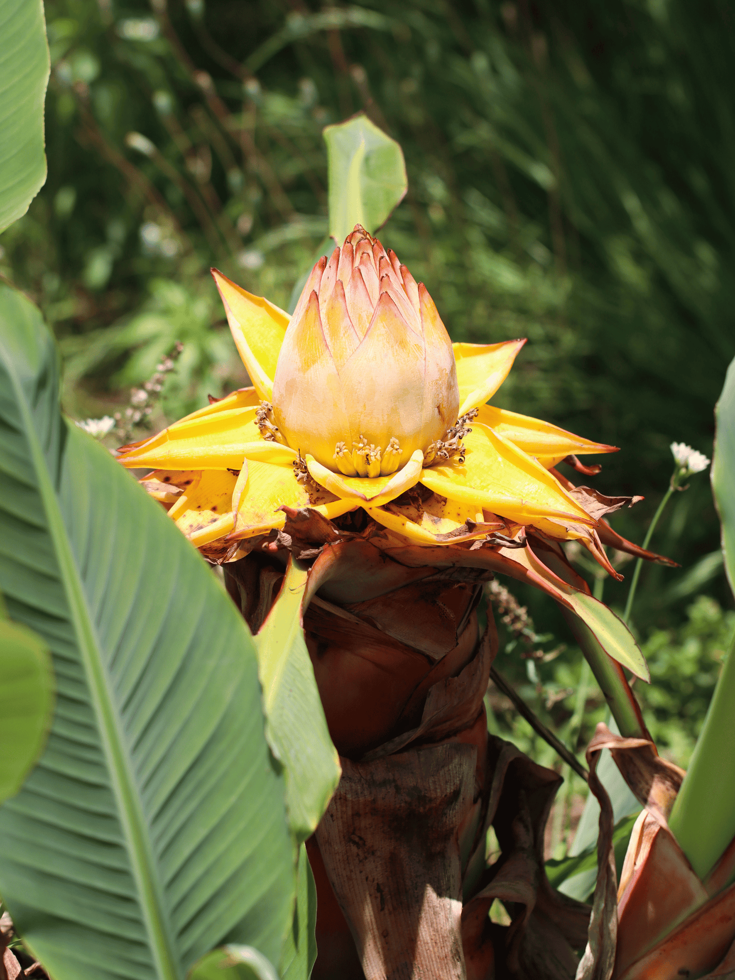 Musella lasiocarpa - Chinesische Zwergbanane, Goldene Lotusbanane aus Freilandzucht