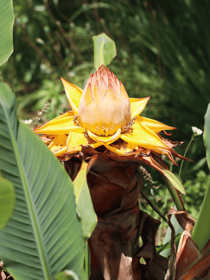 Musella lasiocarpa - Chinesische Zwergbanane, Goldene Lotusbanane aus Freilandzucht