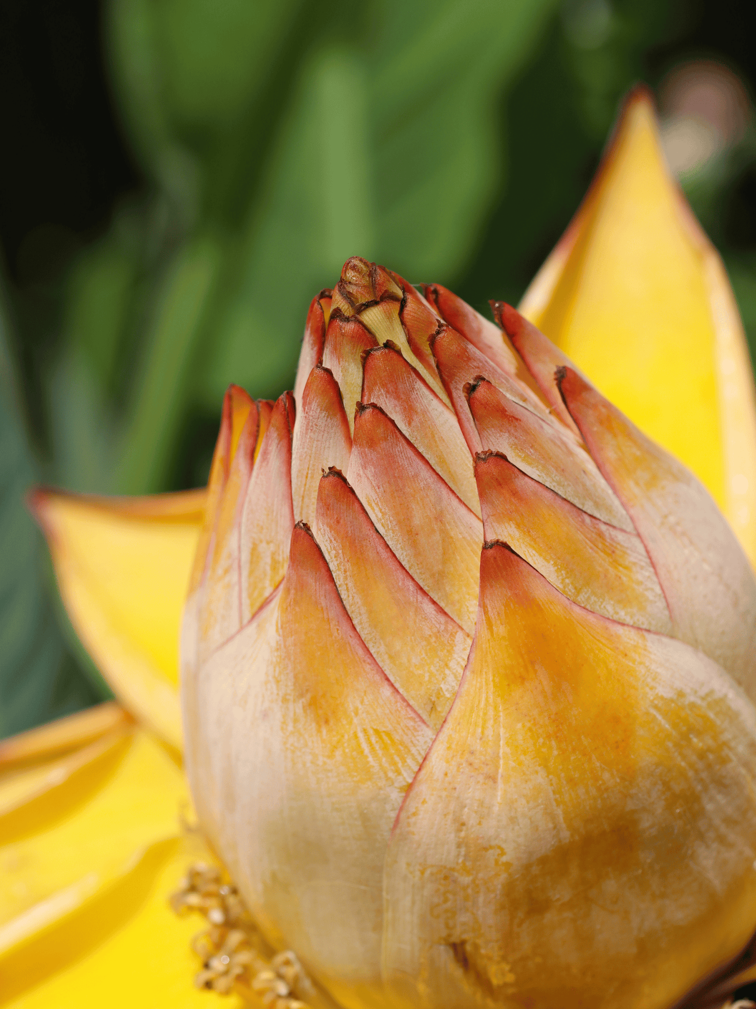 Musella lasiocarpa - Chinesische Zwergbanane, Goldene Lotusbanane aus Freilandzucht