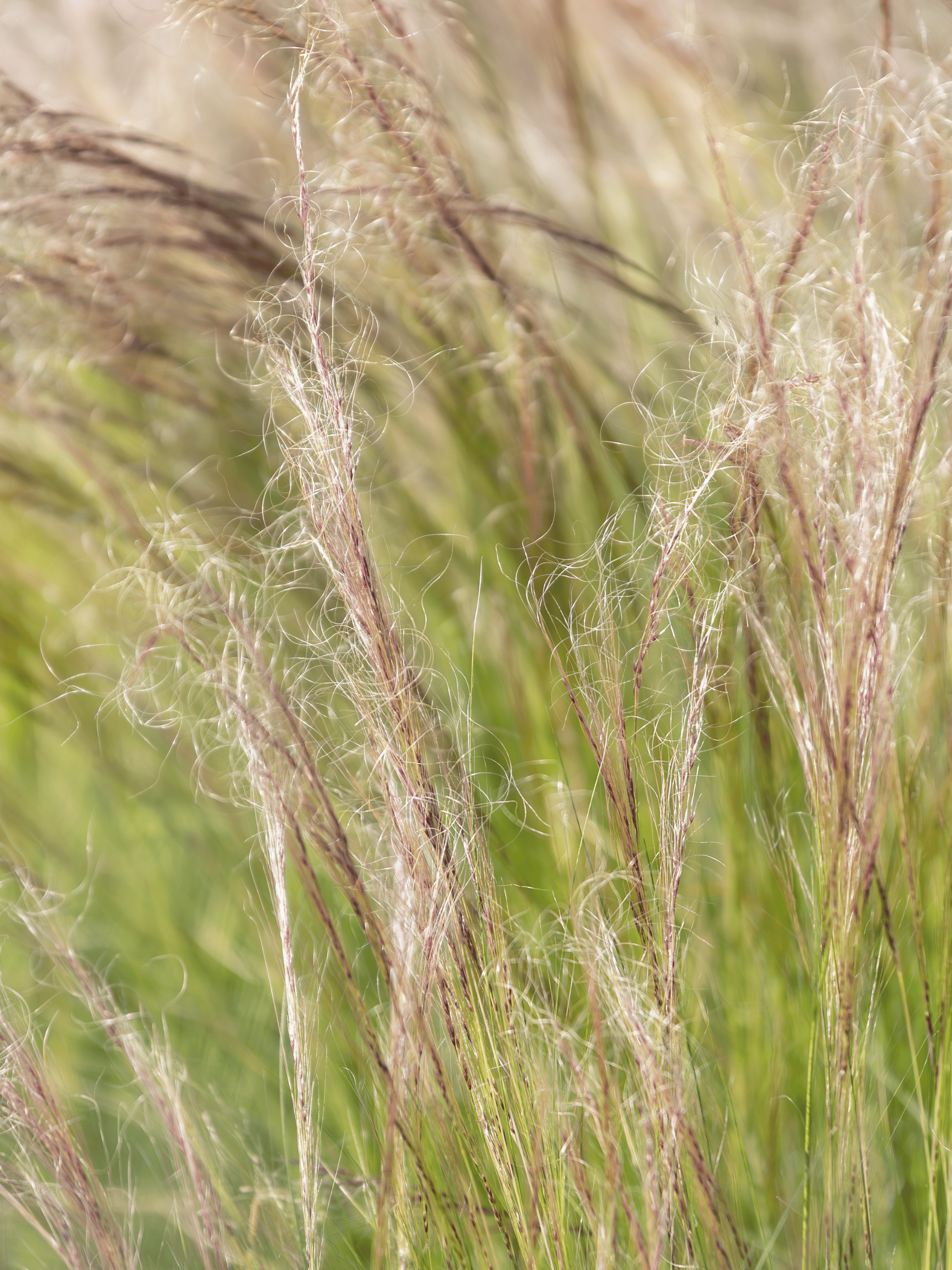 Nasella tenuissima - Zartes Federgras, Engelhaar aus Freilandzucht