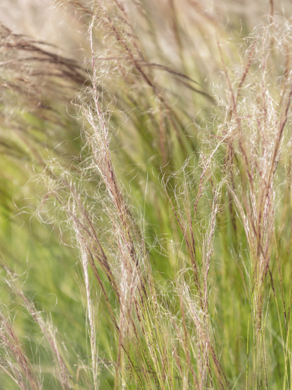 Nasella tenuissima - Zartes Federgras, Engelhaar aus Freilandzucht