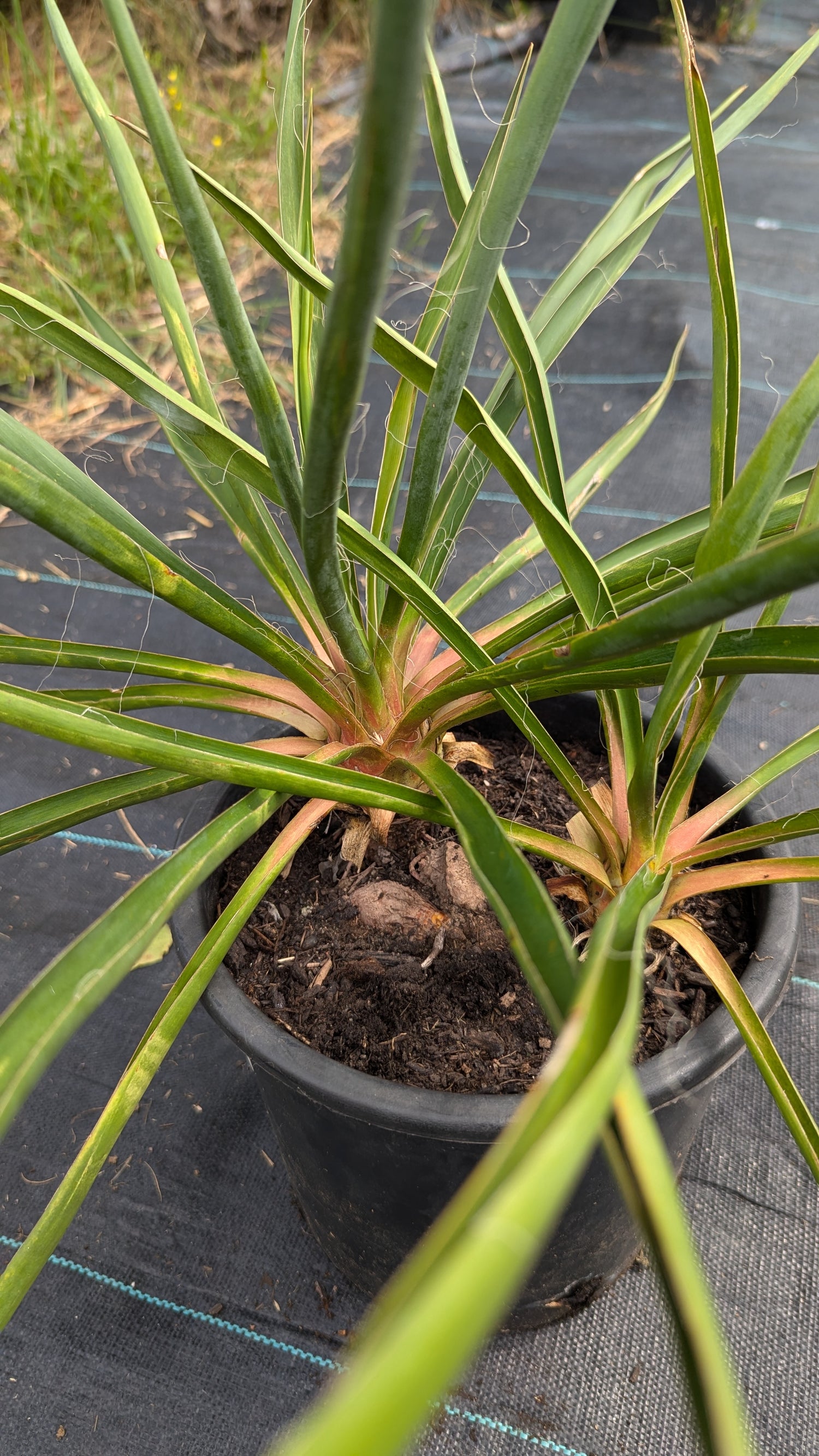 Yucca filamentosa - Fädige Palmlilie