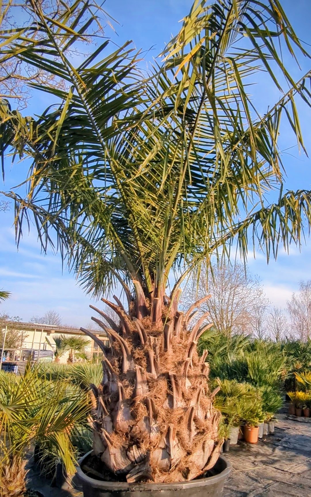 Jubaea chilensis - Chilenische Honigpalme