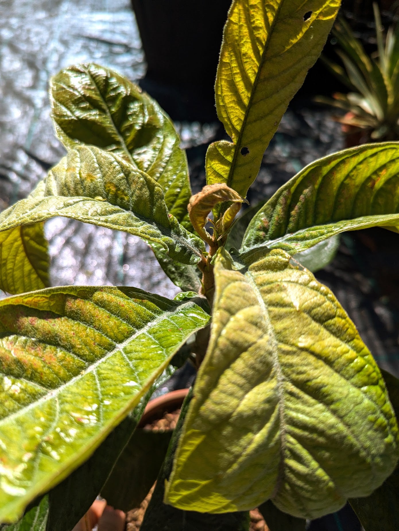 Eriobotrya japonica - Japanische Wollmispel