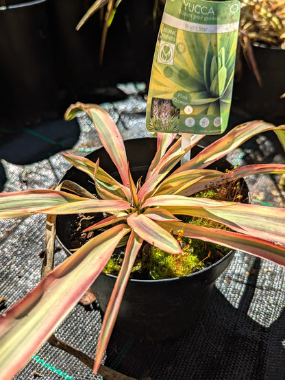 Yucca gloriosa &