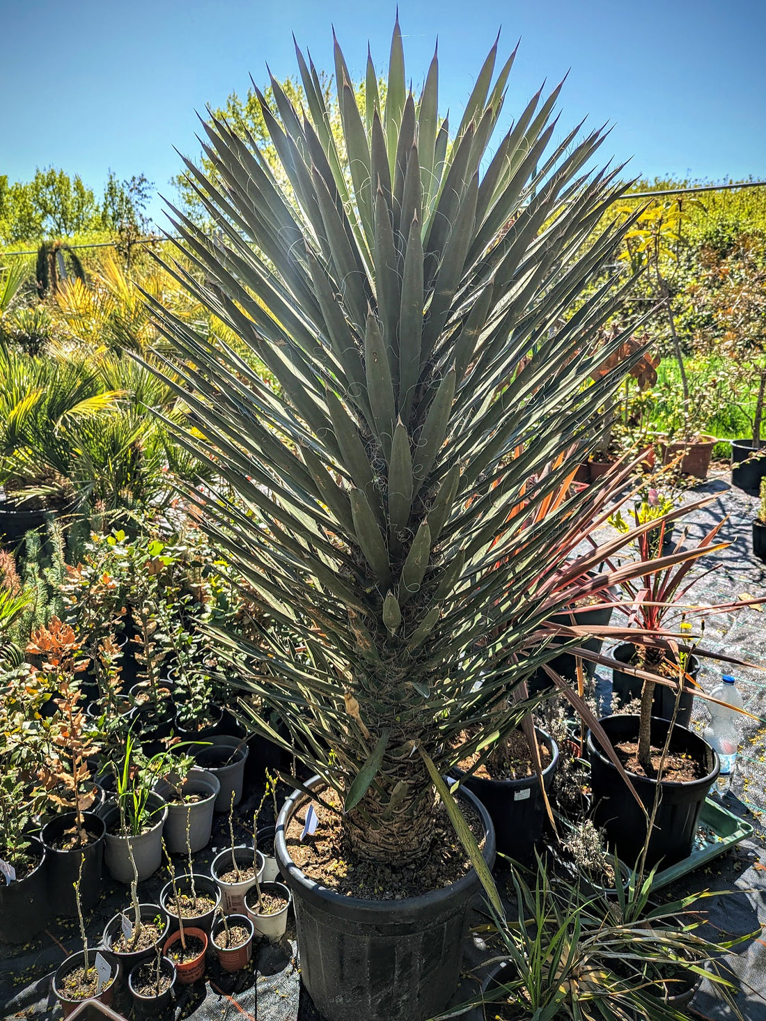 Yucca Filifera - Fadentragenden Palmlilie aus Freilandzucht