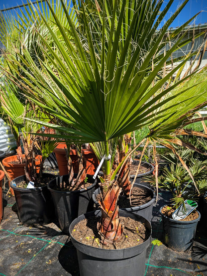 Washingtonia robusta - Mammutpalme, Mexikanische Washingtonpalme
