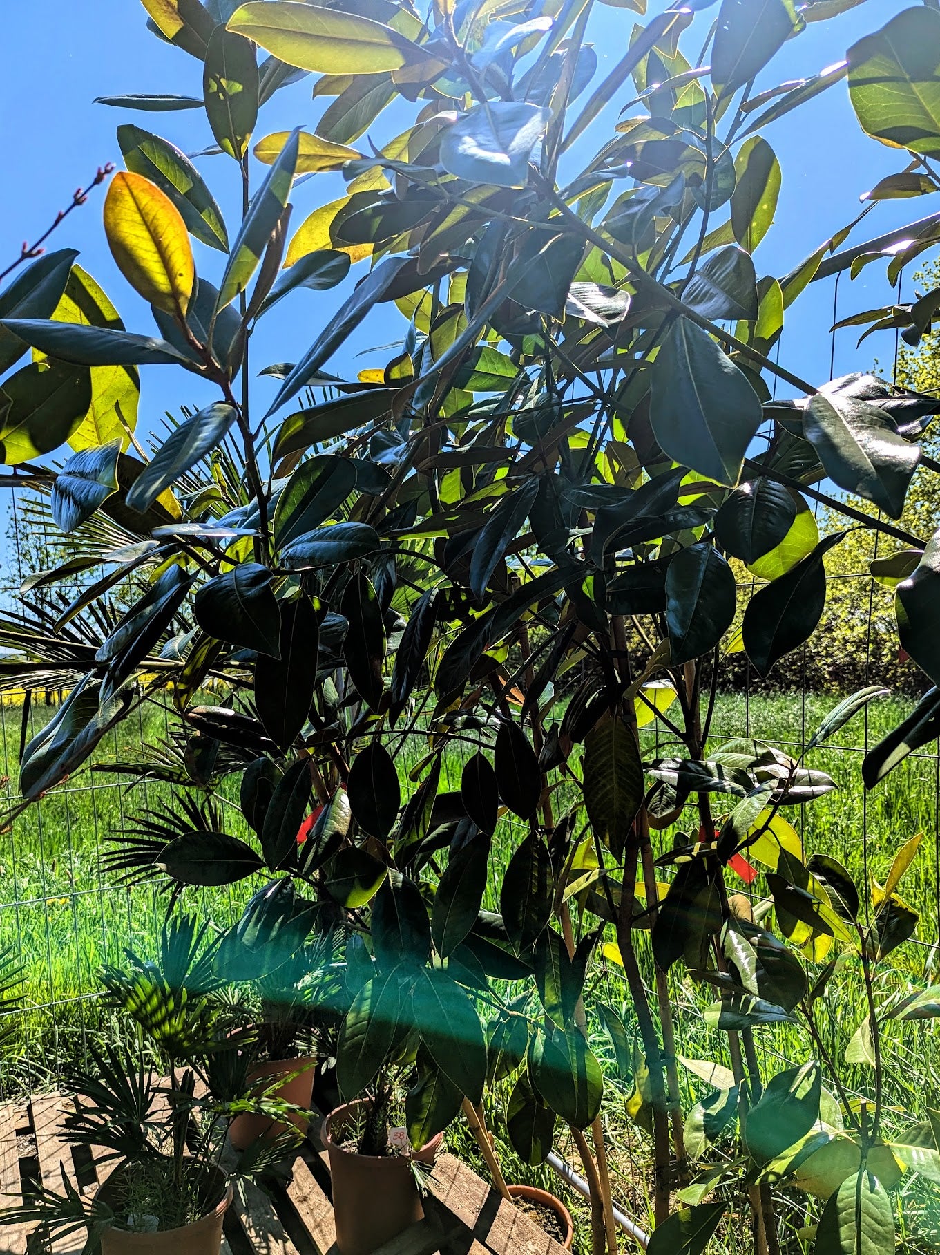 Magnolia grandiflora - Immergrüne Magnolie