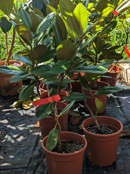 Magnolia grandiflora - Immergrüne Magnolie