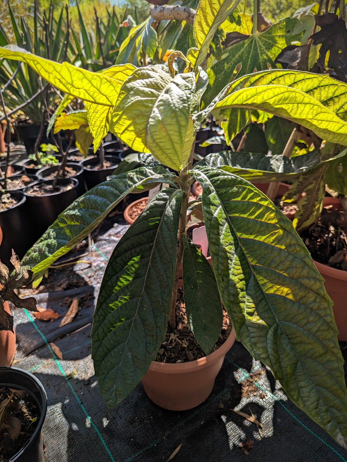 Eriobotrya japonica - Japanische Wollmispel