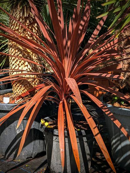 Cordyline australis - Rote Keulenlilie