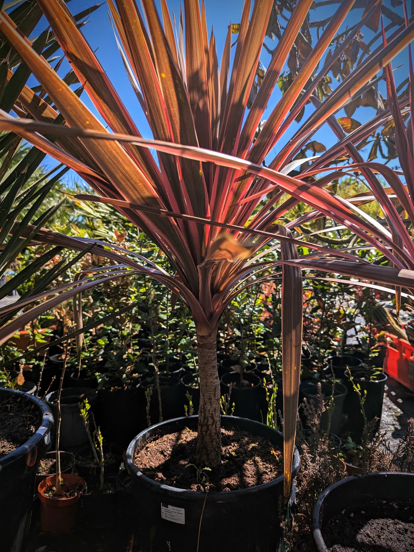 Cordyline australis - Rote Keulenlilie