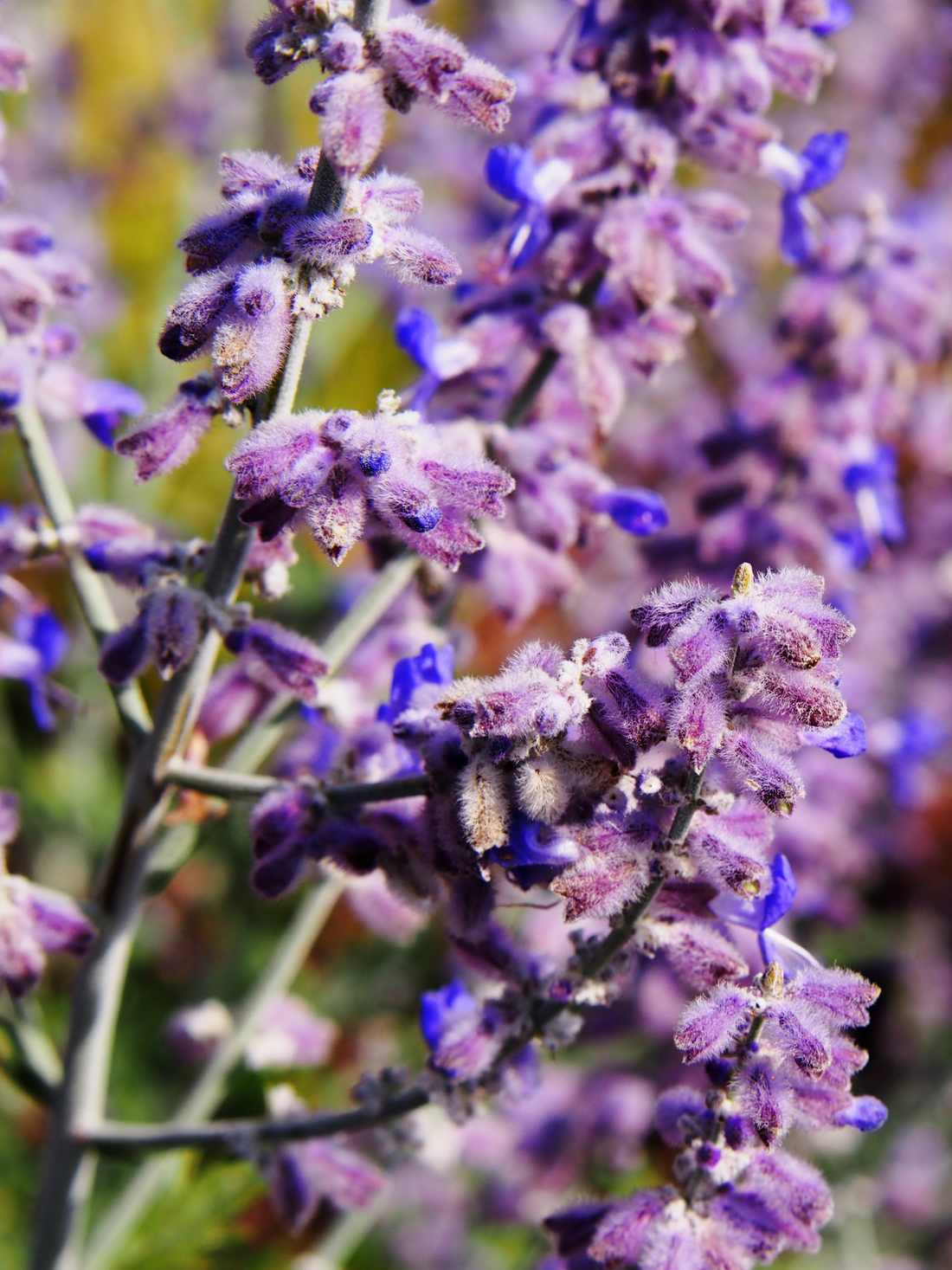 Perovskia atriplicifolia - Blauraute, Silber-Perowskie
