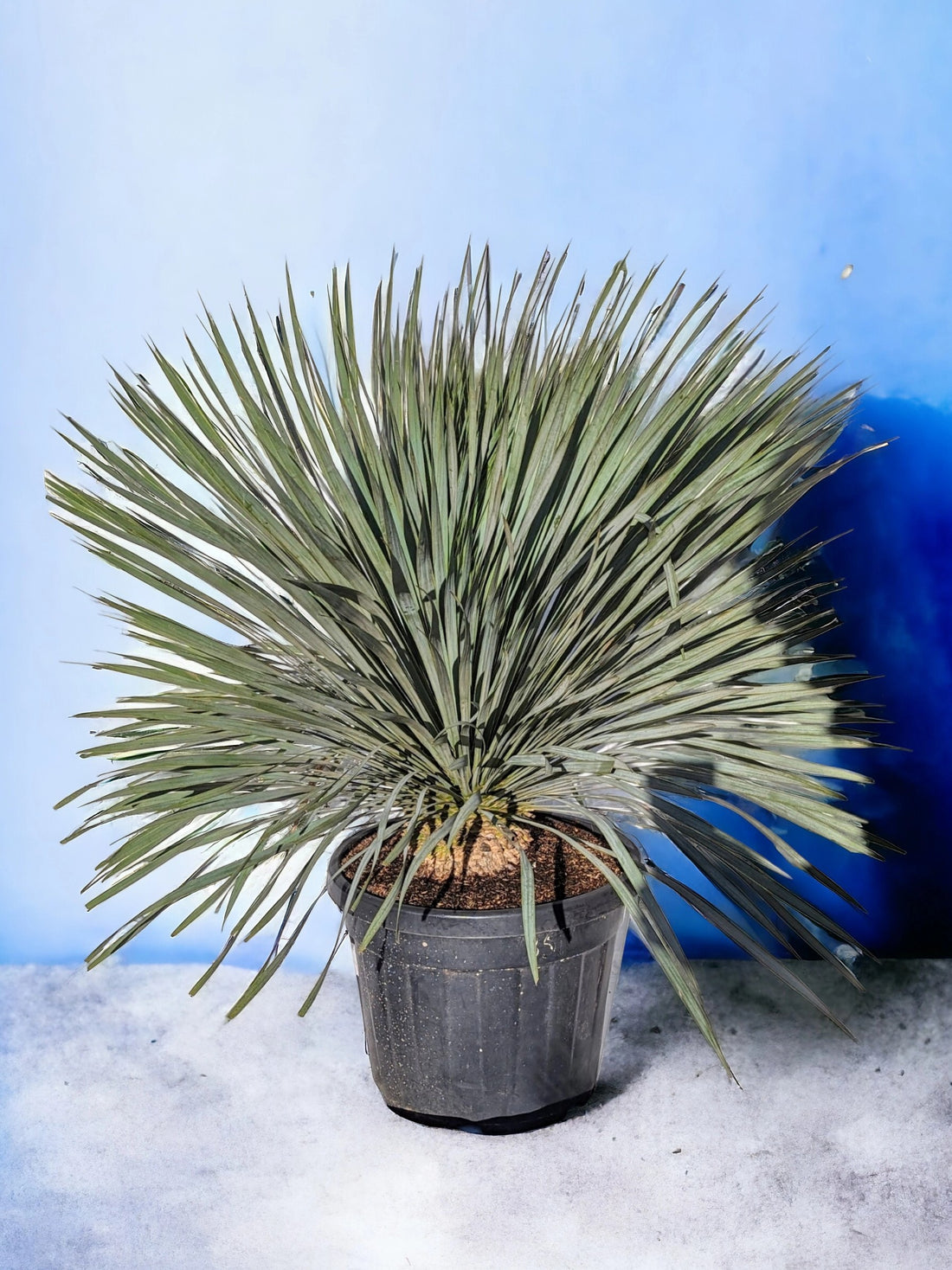 Yucca rostrata - Blaublättrige Palmlilie aus Freilandzucht