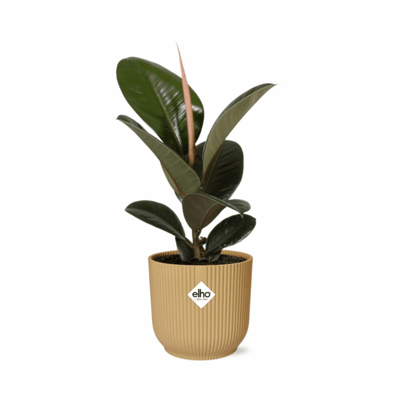 Ficus elastica - Gummibaum