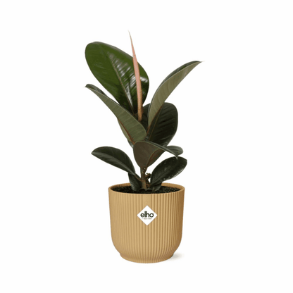 Ficus elastica - Gummibaum