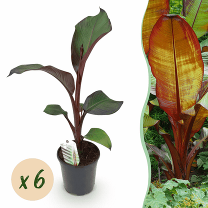 Ensete ventricosum &