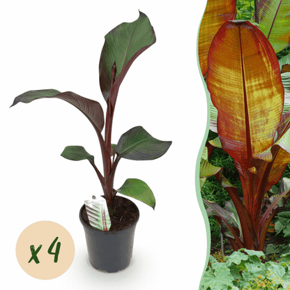 Ensete ventricosum &