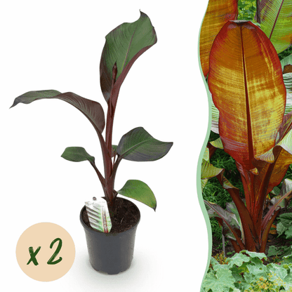 Ensete ventricosum &