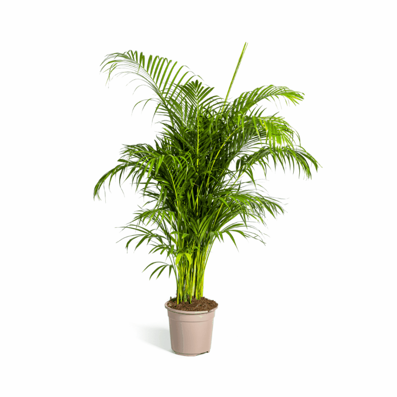 Dypsis lutescens - Areca-, Goldfruchtpalme