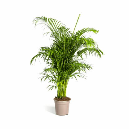 Dypsis lutescens - Areca-, Goldfruchtpalme