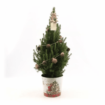 Picea glauca &