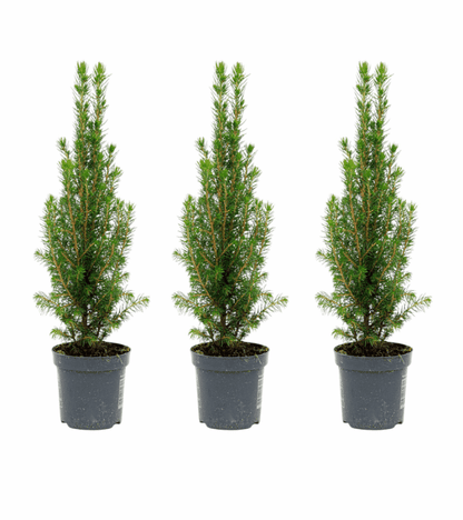 Picea glauca &