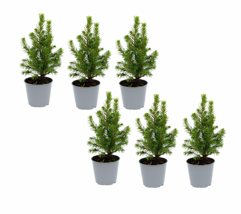 Picea glauca &