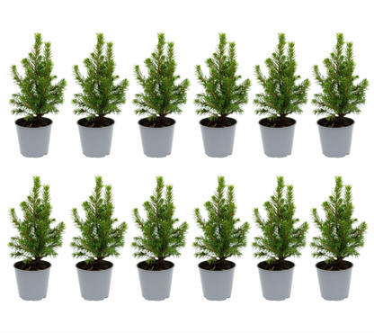 Picea glauca &