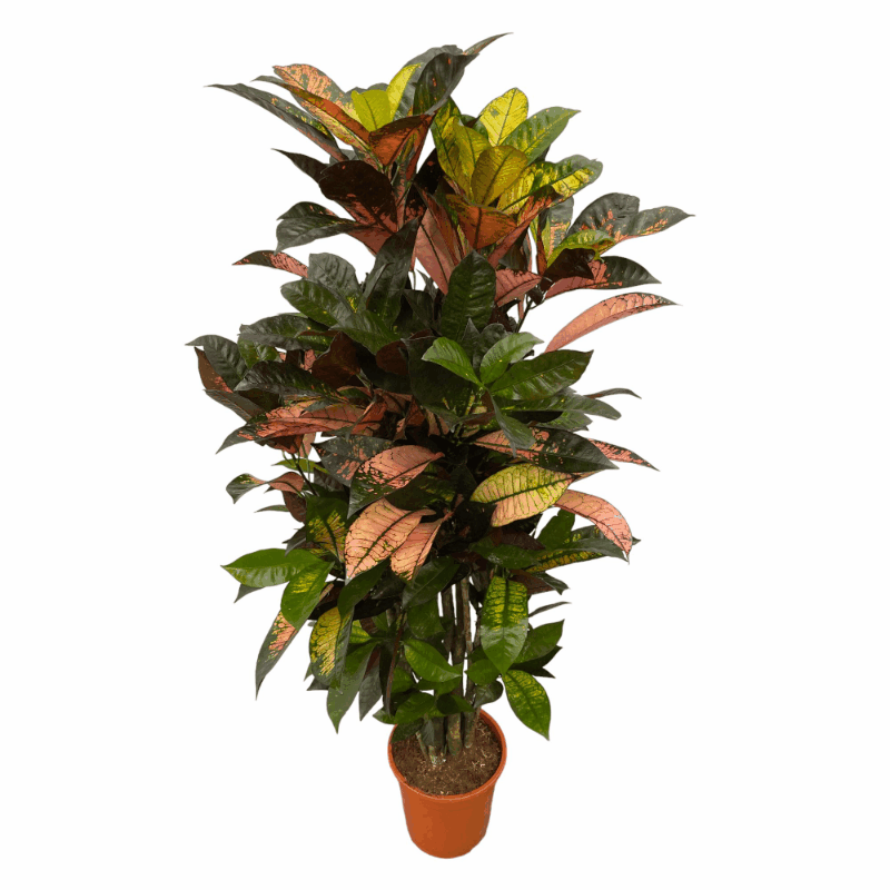 Croton Codiaeum variegatum - Wunderstrauch, Kroton