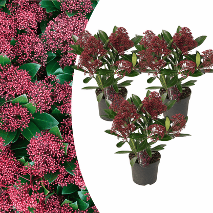 Skimmia japonica - Japanische Blütenskimmie