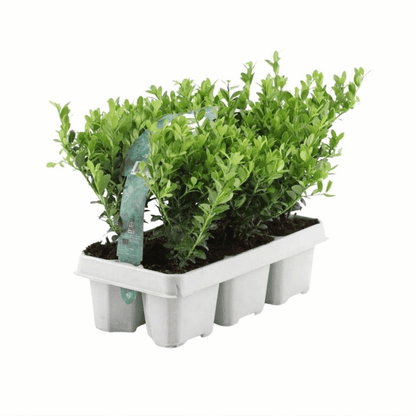 Ilex crenata - Japanische Stechpalme