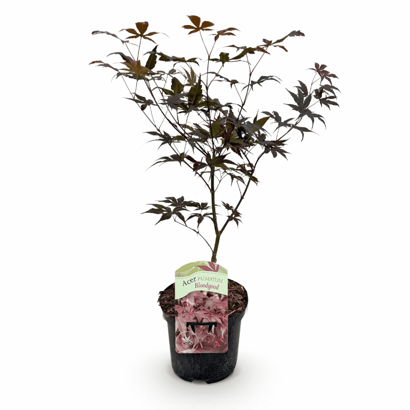 Acer palmatum - Japanischer Fächerahorn