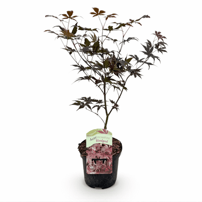 Acer palmatum - Japanischer Fächerahorn