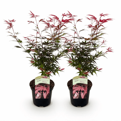 Acer palmatum - Japanischer Fächerahorn