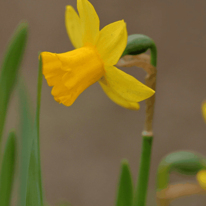 Narcissus - Narzissenzwiebeln