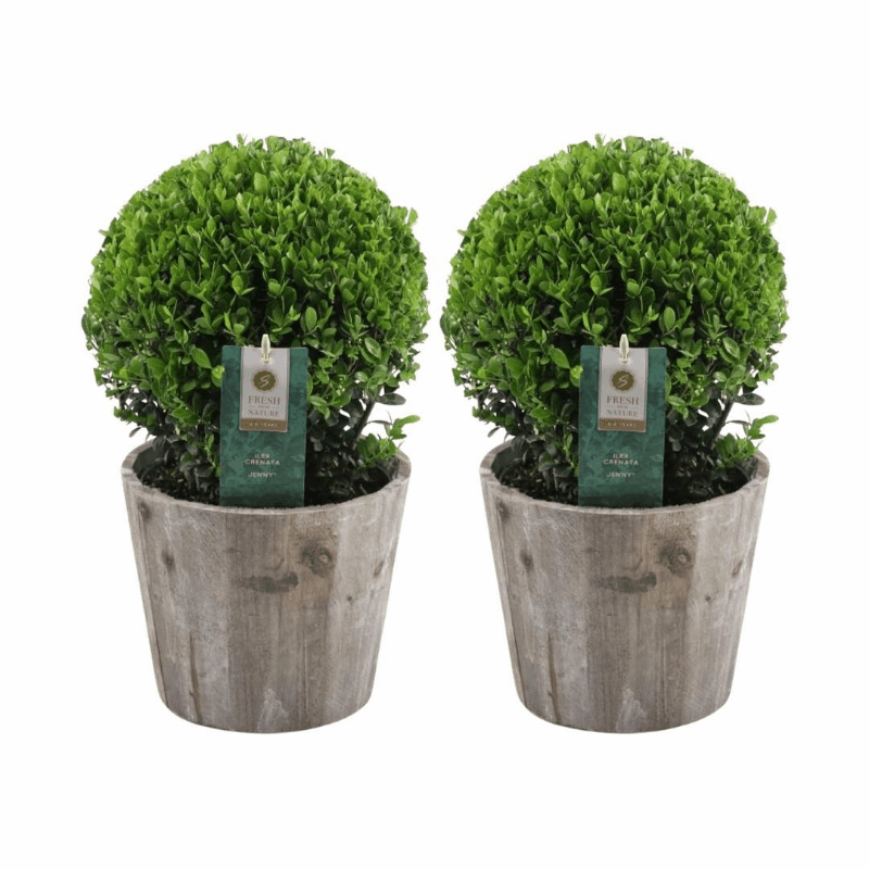Ilex crenata - Japanische Stechpalme