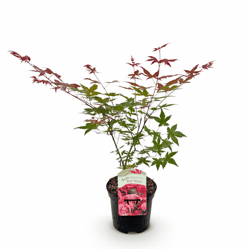 Acer palmatum - Japanischer Fächerahorn
