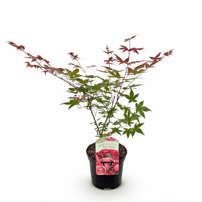 Acer palmatum - Japanischer Fächerahorn