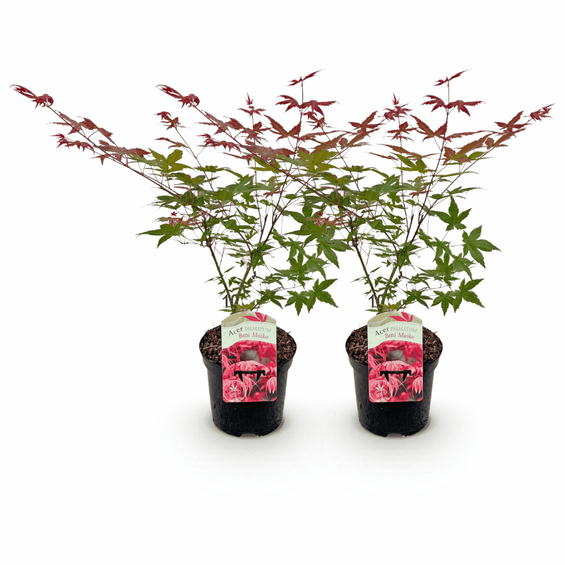 Acer palmatum - Japanischer Fächerahorn