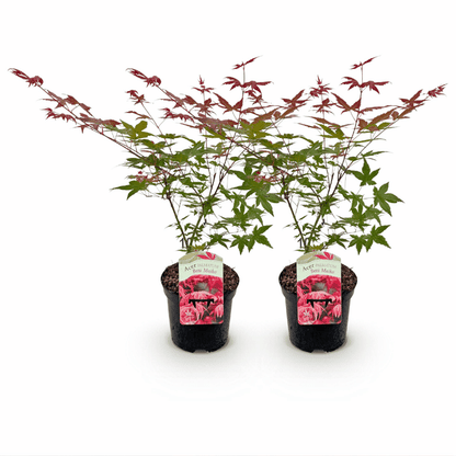 Acer palmatum - Japanischer Fächerahorn