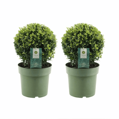 Ilex crenata - Japanische Stechpalme