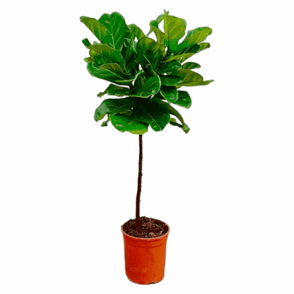 Ficus lyrata - Geigenfeige